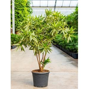 Dracaena Pleomele song of jenny M kamerplant