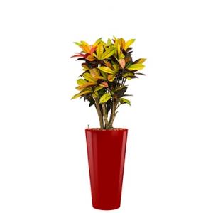 Standard All in 1 Hydrocultuur Croton iceton rond rood