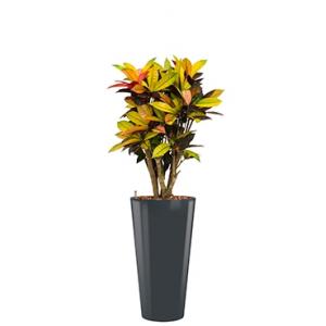 Standard All in 1 Hydrocultuur Croton iceton rond antraciet