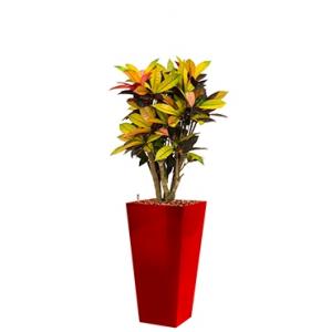 Standard All in 1 Hydrocultuur Croton iceton vierkant rood