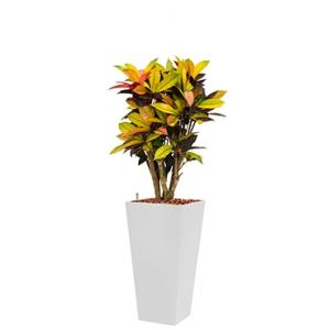 Standard All in 1 Hydrocultuur Croton iceton vierkant wit