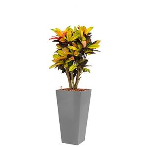 Standard All in 1 Hydrocultuur Croton iceton vierkant zilver