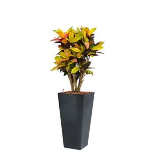 Standard All in 1 Hydrocultuur Croton iceton vierkant antraciet