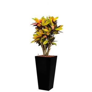 Standard All in 1 Hydrocultuur Croton iceton vierkant zwart