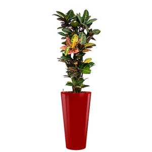 Standard All in 1 Hydrocultuur Croton petra rond rood