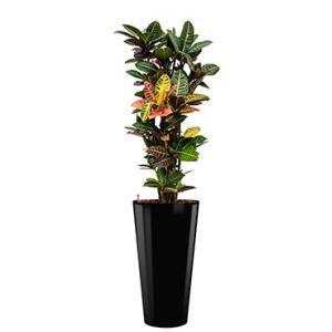 Standard All in 1 Hydrocultuur Croton petra rond zwart