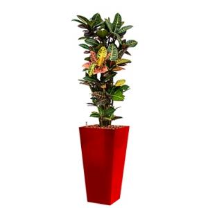 Standard All in 1 Hydrocultuur Croton petra vierkant rood