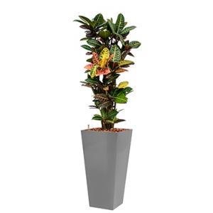 Standard All in 1 Hydrocultuur Croton petra vierkant zilver