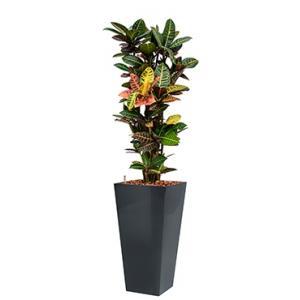 Standard All in 1 Hydrocultuur Croton petra vierkant antraciet