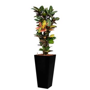 Standard All in 1 Hydrocultuur Croton petra vierkant zwart