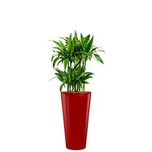 Deluxe All in 1 Hydrocultuur Dracaena arturo rond rood