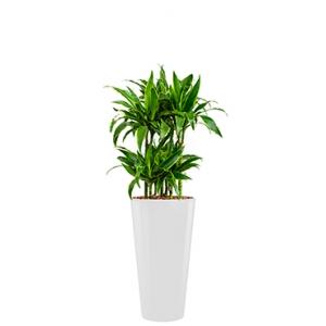 Deluxe All in 1 Hydrocultuur Dracaena arturo rond wit