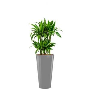 Deluxe All in 1 Hydrocultuur Dracaena arturo rond zilver