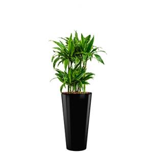 Deluxe All in 1 Hydrocultuur Dracaena arturo rond zwart