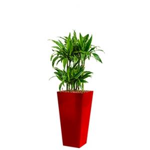 Deluxe All in 1 Hydrocultuur Dracaena arturo vierkant rood