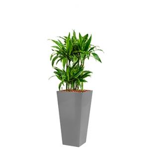 Deluxe All in 1 Hydrocultuur Dracaena arturo vierkant zilver