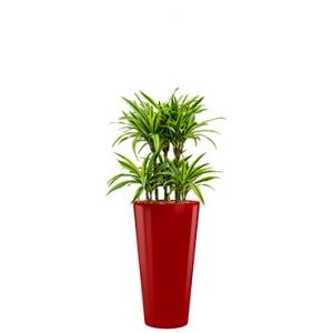 Deluxe All in 1 Hydrocultuur Dracaena lemon lime rond rood