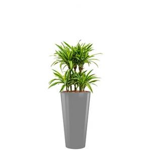 Deluxe All in 1 Hydrocultuur Dracaena lemon lime rond zilver