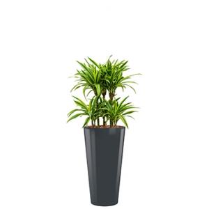 Deluxe All in 1 Hydrocultuur Dracaena lemon lime rond antraciet