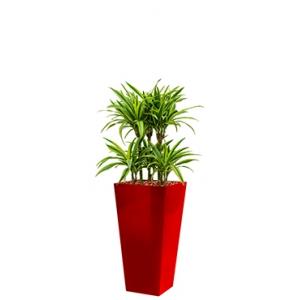 Deluxe All in 1 Hydrocultuur Dracaena lemon lime vierkant rood