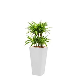 Deluxe All in 1 Hydrocultuur Dracaena lemon lime vierkant wit