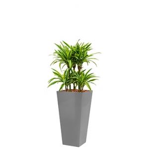 Deluxe All in 1 Hydrocultuur Dracaena lemon lime vierkant zilver