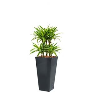 Deluxe All in 1 Hydrocultuur Dracaena lemon lime vierkant antraciet