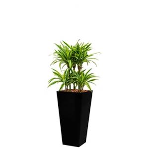 Deluxe All in 1 Hydrocultuur Dracaena lemon lime vierkant zwart