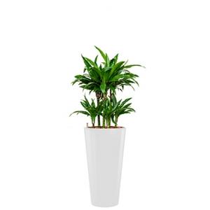 Deluxe All in 1 Hydrocultuur Dracaena janet craig rond wit