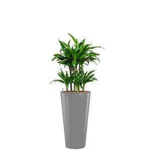 Deluxe All in 1 Hydrocultuur Dracaena janet craig rond zilver