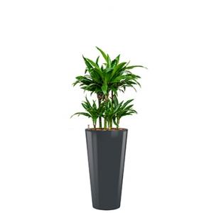 Deluxe All in 1 Hydrocultuur Dracaena janet craig rond antraciet