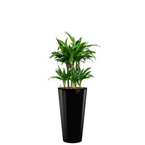 Deluxe All in 1 Hydrocultuur Dracaena janet craig rond zwart