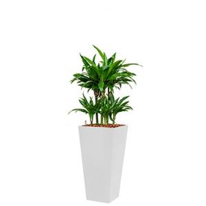 Deluxe All in 1 Hydrocultuur Dracaena janet craig vierkant wit