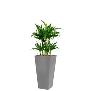 Deluxe All in 1 Hydrocultuur Dracaena janet craig vierkant zilver