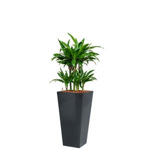 Deluxe All in 1 Hydrocultuur Dracaena janet craig vierkant antraciet