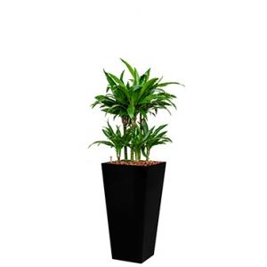 Deluxe All in 1 Hydrocultuur Dracaena janet craig vierkant zwart