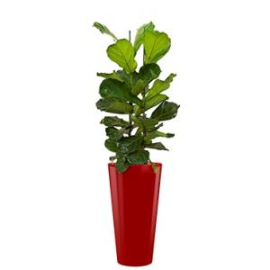 Deluxe All in 1 Hydrocultuur Ficus lyrata rond rood