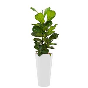 Deluxe All in 1 Hydrocultuur Ficus lyrata rond wit