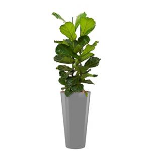 Deluxe All in 1 Hydrocultuur Ficus lyrata rond zilver