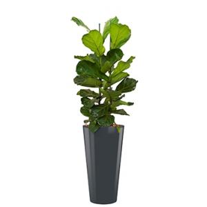 Deluxe All in 1 Hydrocultuur Ficus lyrata rond antraciet