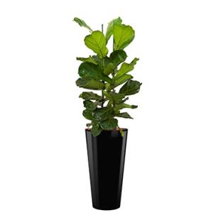 Deluxe All in 1 Hydrocultuur Ficus lyrata rond zwart