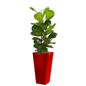 Deluxe All in 1 Hydrocultuur Ficus lyrata vierkant rood