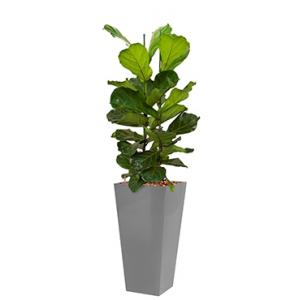 Deluxe All in 1 Hydrocultuur Ficus lyrata vierkant zilver