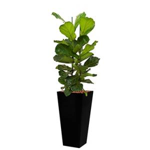 Deluxe All in 1 Hydrocultuur Ficus lyrata vierkant zwart