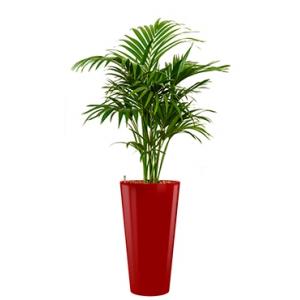 Deluxe All in 1 Hydrocultuur Kentia palm forsteriana rond rood