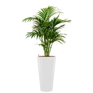 Deluxe All in 1 Hydrocultuur Kentia palm forsteriana rond wit