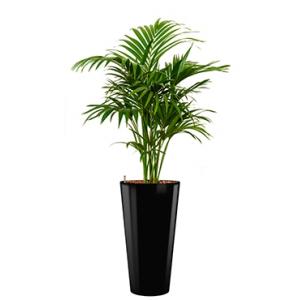 Deluxe All in 1 Hydrocultuur Kentia palm forsteriana rond zwart