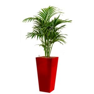 Deluxe All in 1 Hydrocultuur Kentia palm forsteriana vierkant rood