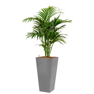 Deluxe All in 1 Hydrocultuur Kentia palm forsteriana vierkant zilver