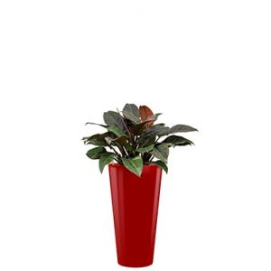 Deluxe All in 1 Hydrocultuur Philodendron imperial red rond rood